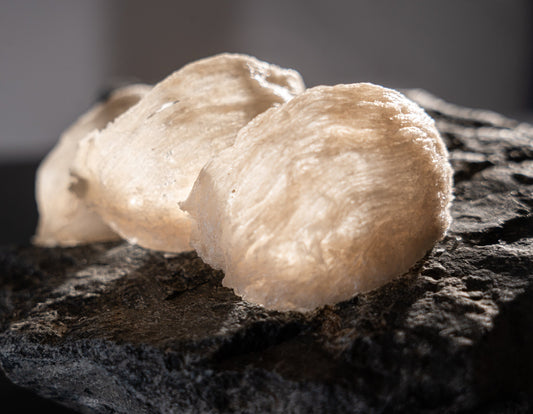 Close-up of premium white bird’s nest on natural stone, highlighting the nutrient-rich beauty ingredient known for EGF-like activity, skin renewal support, hydration, and skin barrier benefits in luxury skincare.